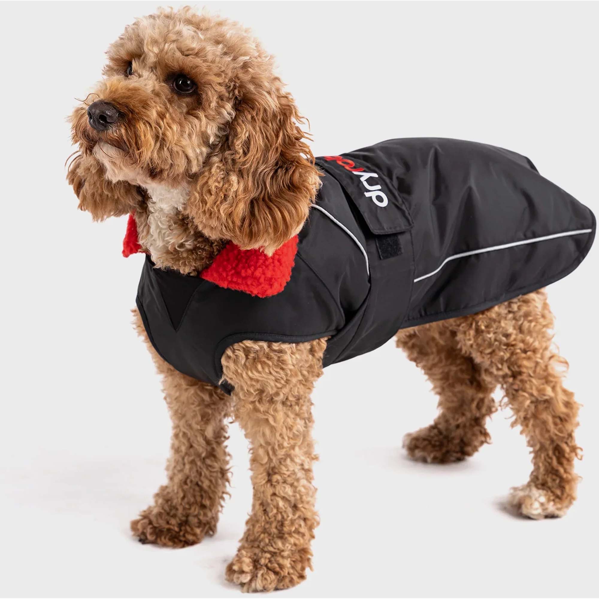Hund trägt Dryrobe Hundemantel - Windsport Fehmarn Ein lockiger brauner Hund steht seitlich und trägt einen schwarzen Dryrobe Hundemantel mit rotem Innenfutter.
